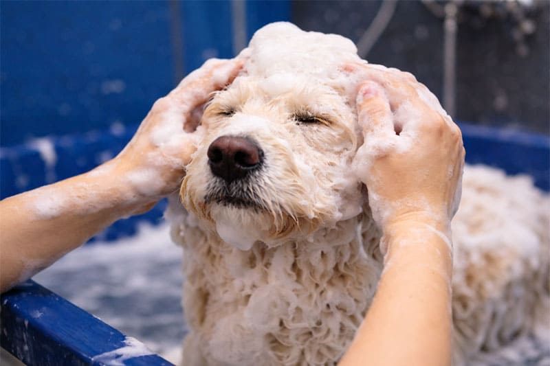 Banho e Tosa Higiênica Profissional para Cães Banho e Tosa Higiênica Profissional para Cães
