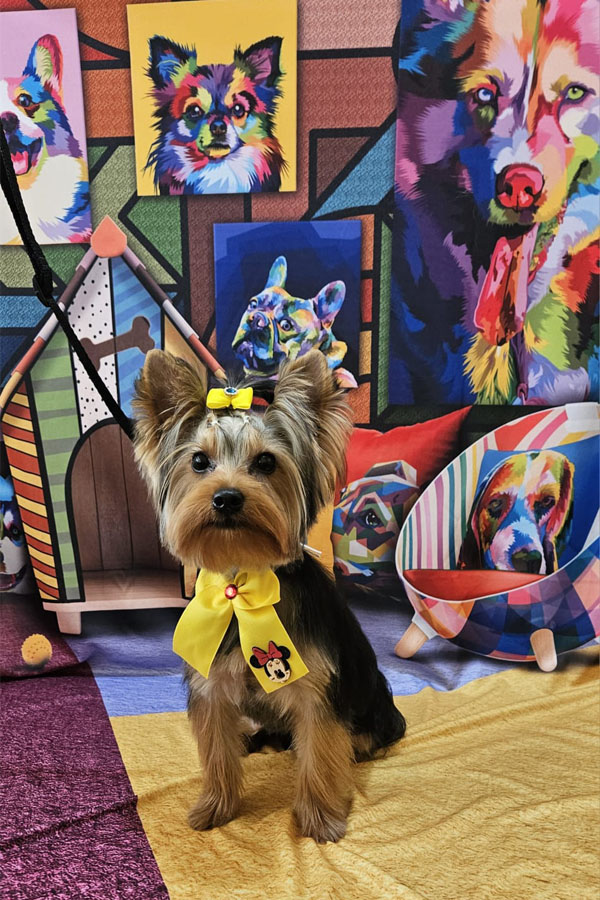 Banho e Tosa em Guarulhos com Leva e Traz | Fred Studio Pet Banho e Tosa em Guarulhos com Leva e Traz | Fred Studio Pet