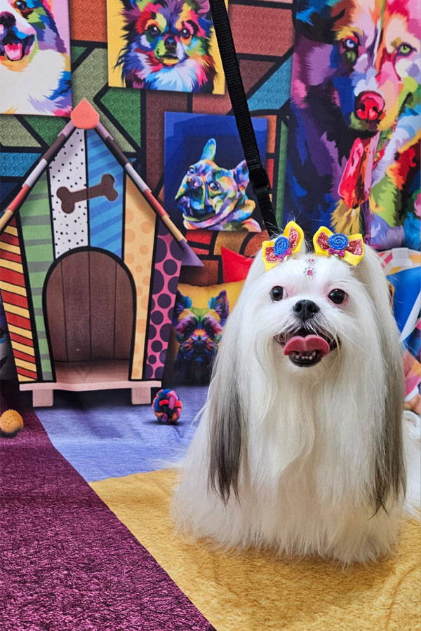 Banho e Tosa em Guarulhos com Leva e Traz | Fred Studio Pet Banho e Tosa em Guarulhos com Leva e Traz | Fred Studio Pet