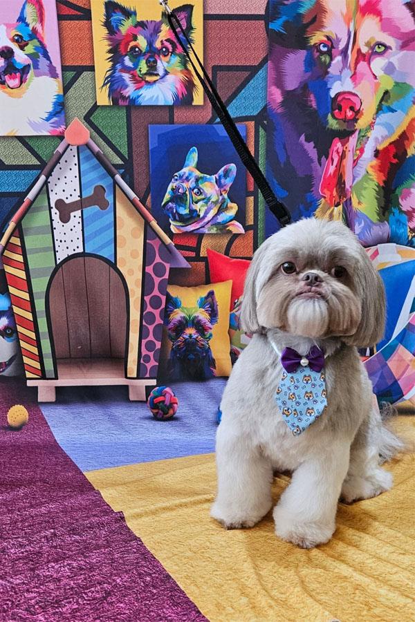 Banho e Tosa em Guarulhos com Leva e Traz | Fred Studio Pet Banho e Tosa em Guarulhos com Leva e Traz | Fred Studio Pet