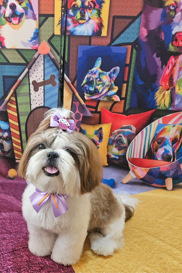 Banho e Tosa em Guarulhos com Leva e Traz | Fred Studio Pet Banho e Tosa em Guarulhos com Leva e Traz | Fred Studio Pet