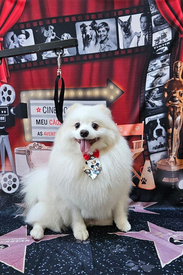 Banho e Tosa em Guarulhos com Leva e Traz | Fred Studio Pet Banho e Tosa em Guarulhos com Leva e Traz | Fred Studio Pet