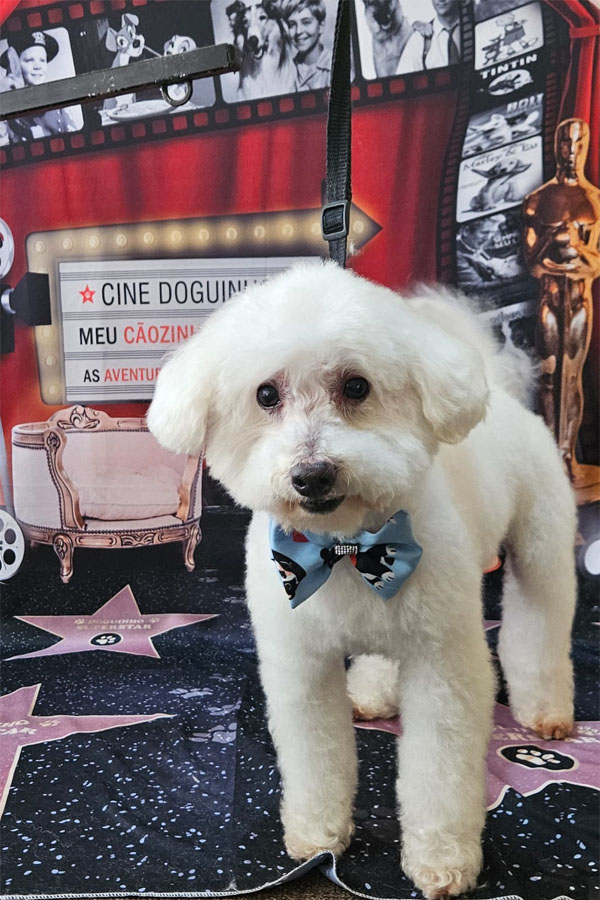 Banho e Tosa em Guarulhos com Leva e Traz | Fred Studio Pet Banho e Tosa em Guarulhos com Leva e Traz | Fred Studio Pet