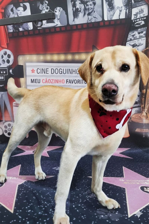 Banho e Tosa em Guarulhos com Leva e Traz | Fred Studio Pet Banho e Tosa em Guarulhos com Leva e Traz | Fred Studio Pet